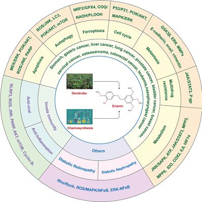 The roles of ERIANIN in tumor and innate immunity and its’ perspectives in immunotherapy